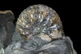 Hoploscaphites Ammonite With Clam, Gastropod, Baculite - Wyoming #86216-3